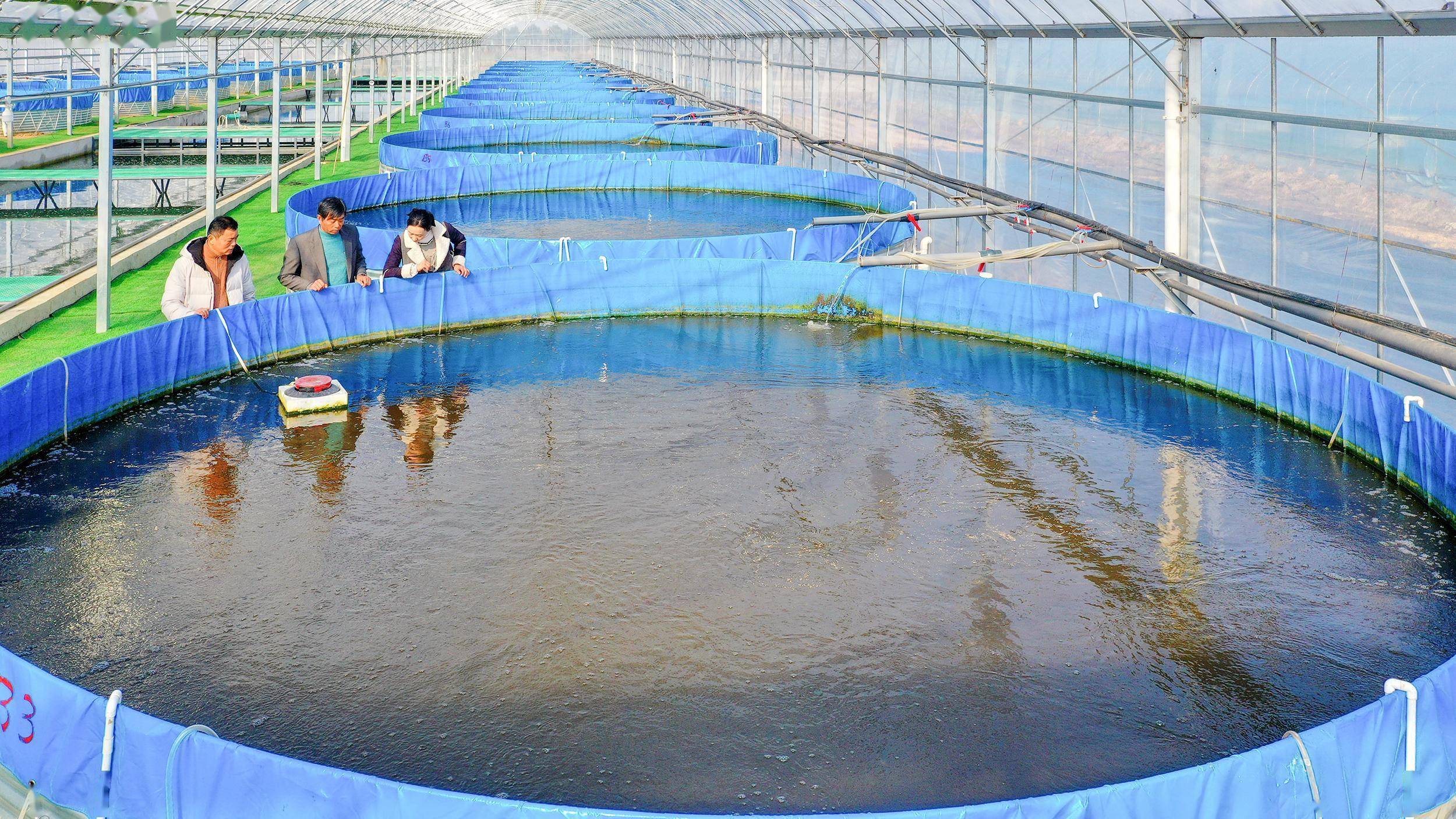 鱼儿"上岸"换新家 "一只智慧桶"产鱼超4000斤_养殖_李国康_技术