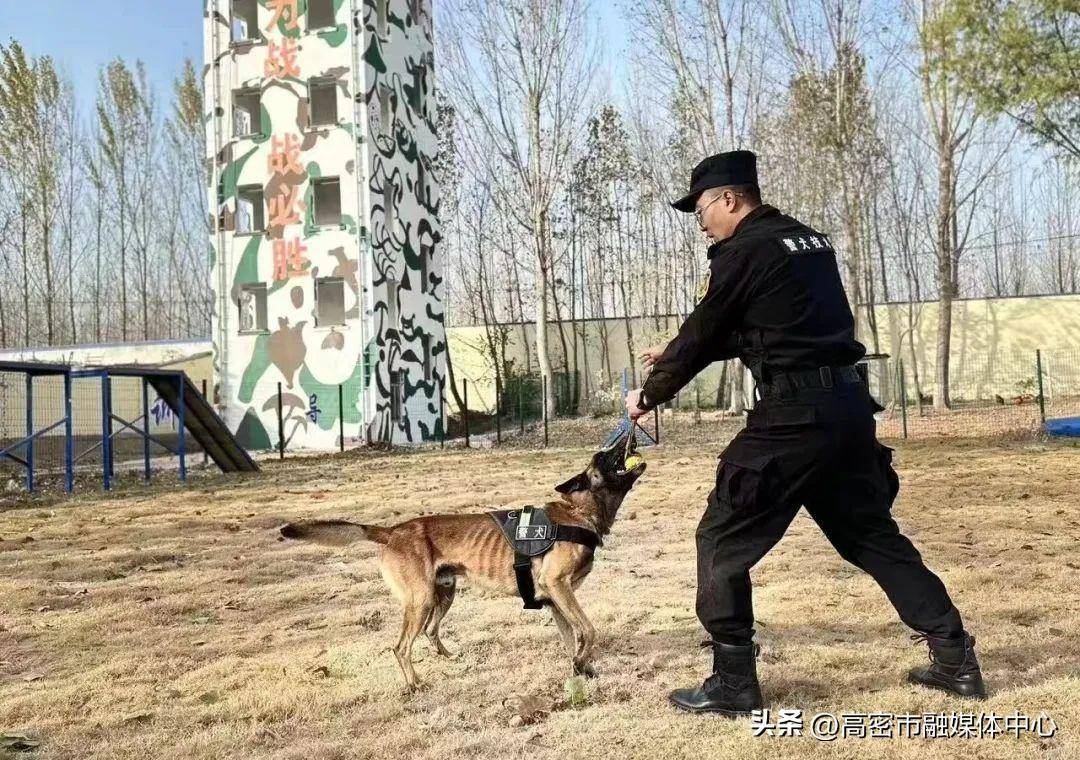 十佳鳶都警犬評選,