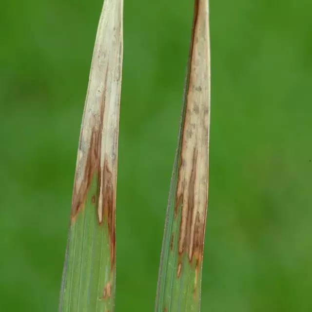 植物病害知識全解(收藏版)_組織_葉片_症狀