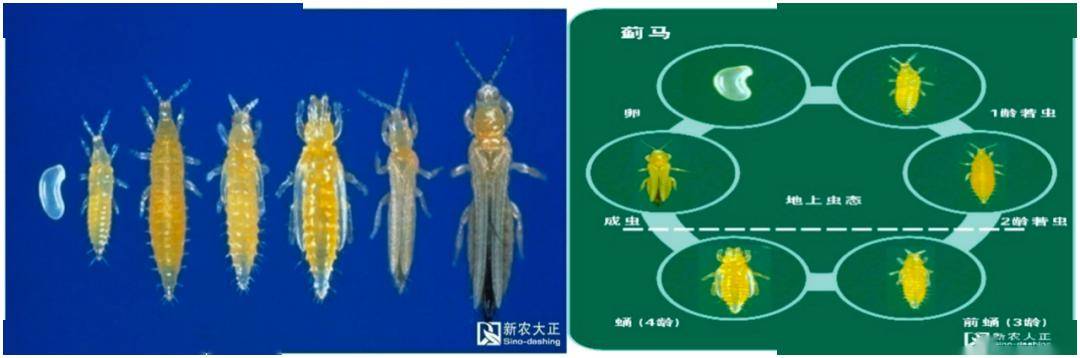 薊馬如何防?福建新農大正有一招_防治_危害_玄機