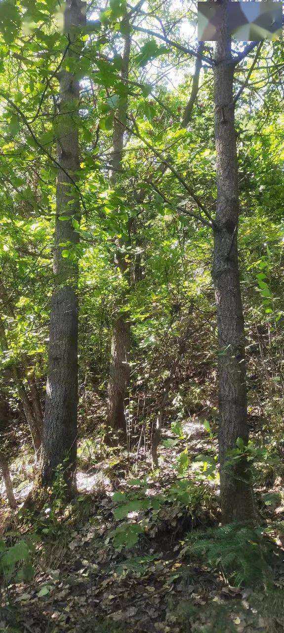 山西省林业和草原科学研究院白杨派山杨新品种"立阳