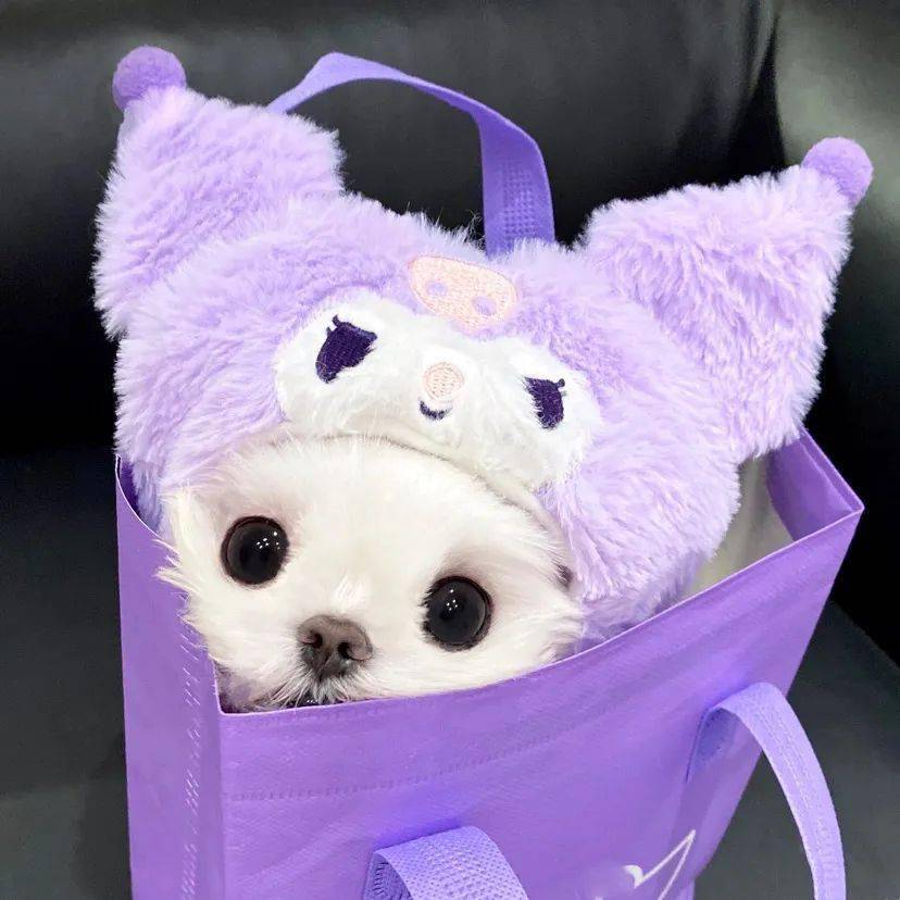 头像| 简单干净的微信头像_小狗_线条_maltese