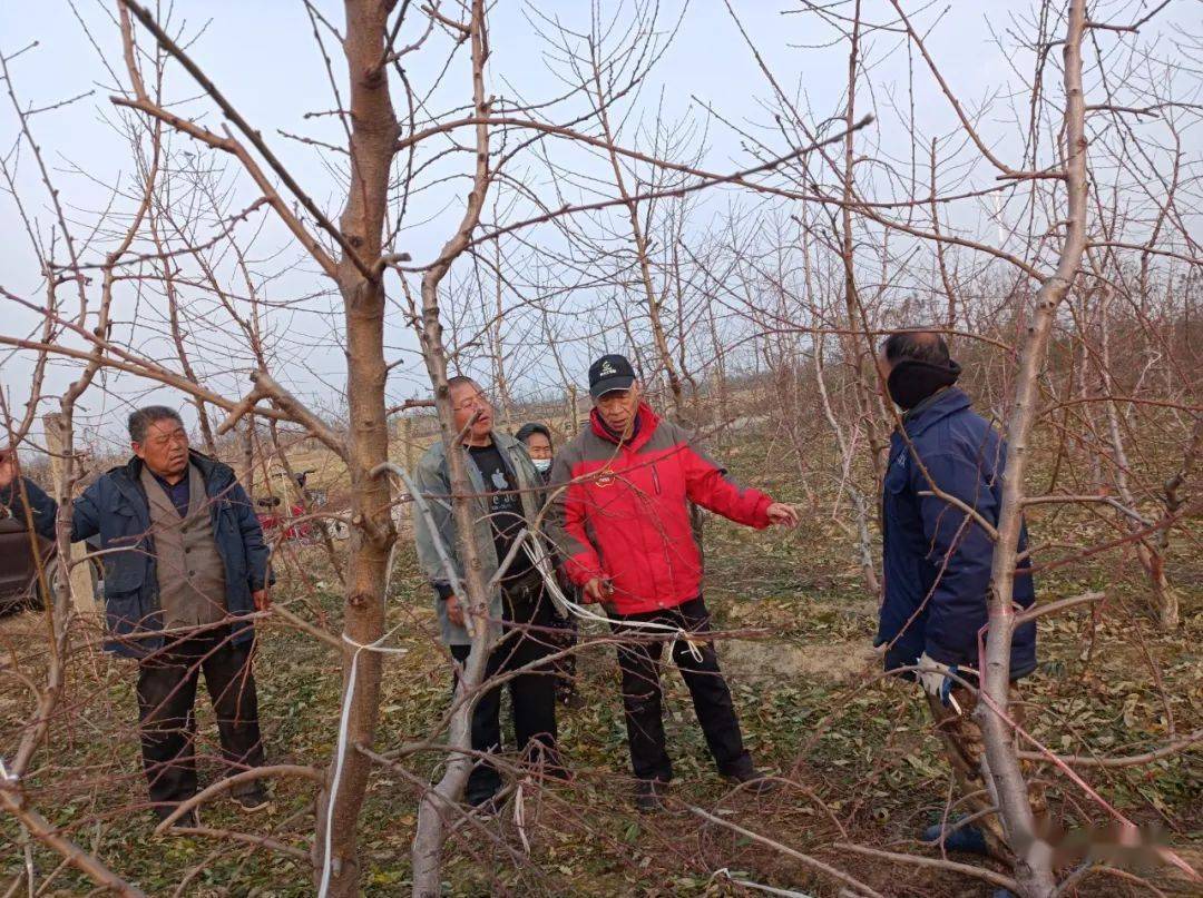 解決y字形桃樹上強下弱冬剪時需要注意五點細節_修剪_影響_主枝