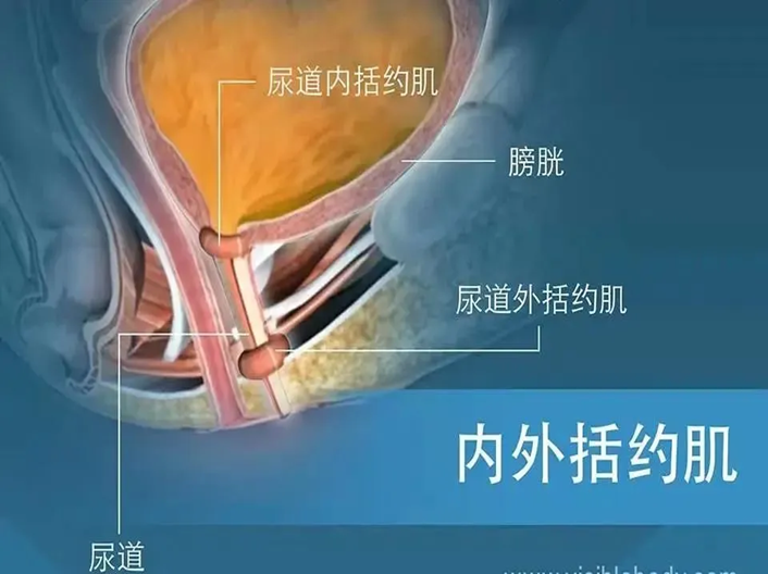 女性膀胱前面 尿道图片