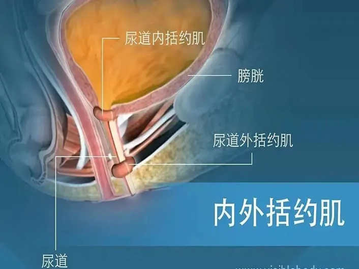 腸道手術或婦產科手術等因素,可損傷尿道的支持組織,使正常解剖結構