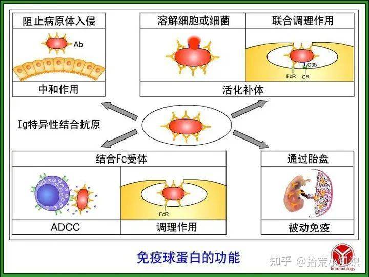 講述免疫球蛋白與抗體的故事_抗原_分子_氨基酸