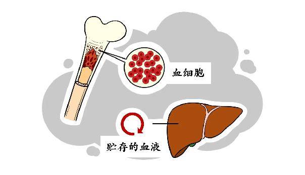 到血管中,獻血後失去的水分和無機物,1-2小時就能得到補充;血漿蛋白質