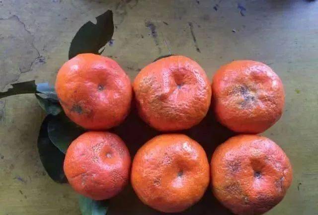 冻害找上门!柑橘躲都躲不及,这份补救措施一定得收好!_涂白_果实_薄膜