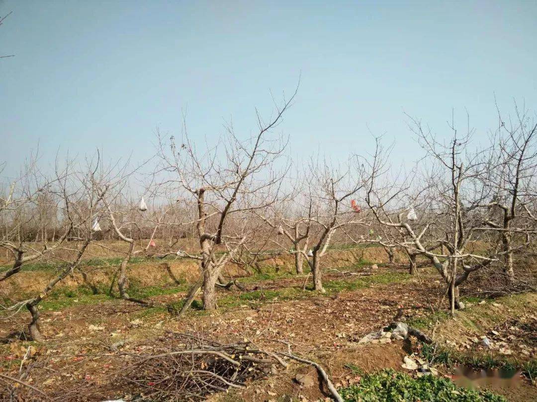 【首次发表】乔化红富士怎么冬剪_主枝_平台_侧枝