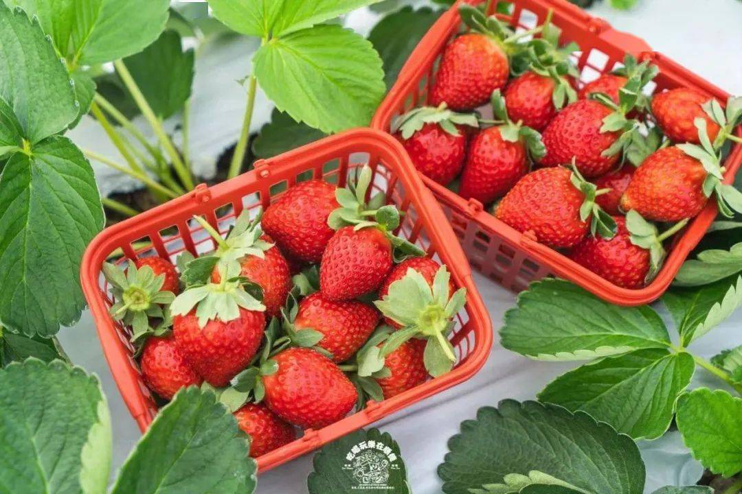 2新地農場草莓園新地農場草莓園內成片的草莓寶地農場種有12畝草莓