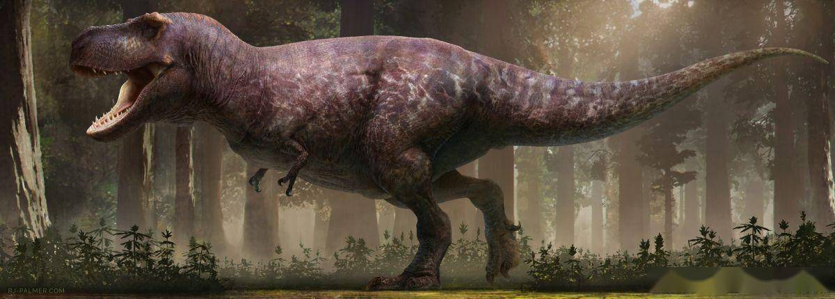 【恐龙王国】霸王龙家添新丁,揭开起源之谜!_麦克雷_来自_化石