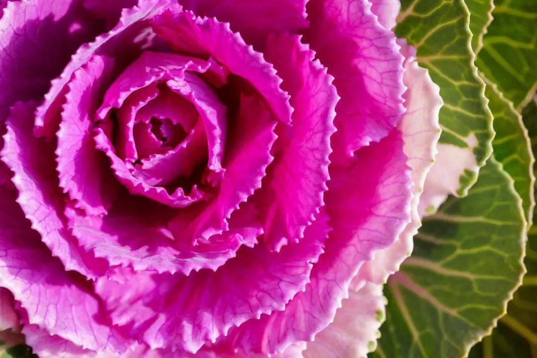 小巧至极的"百微",松下100mm f2.8上手体验_镜头_对焦_感光度