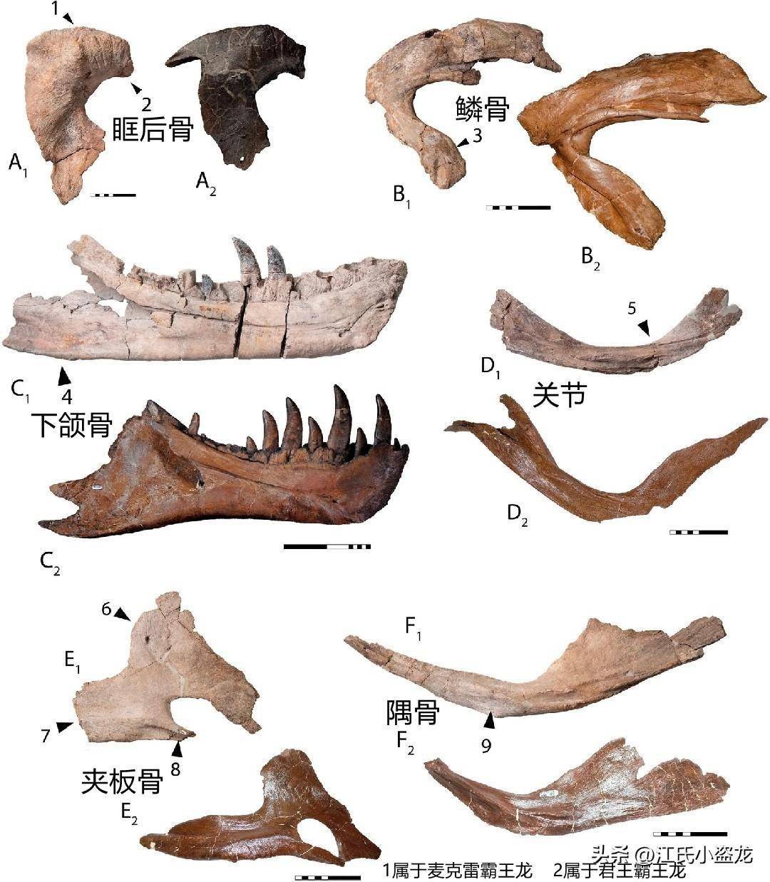 恐龙化石大全图片