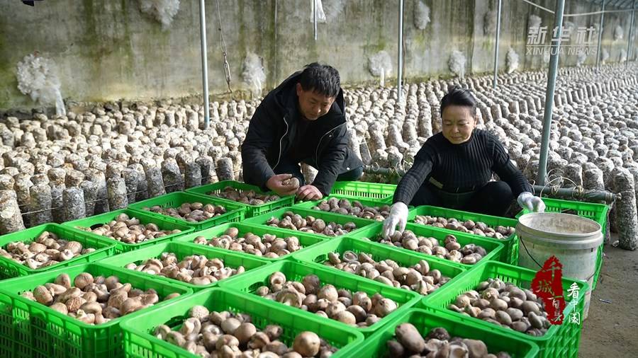 千城百县看中国丨河北遵化:香菇产业助力乡村振兴_发展_新华_来源