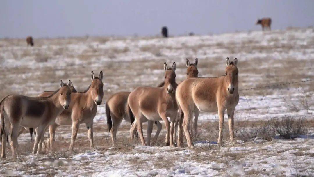 近千只国家一级保护动物蒙古野驴现身草原