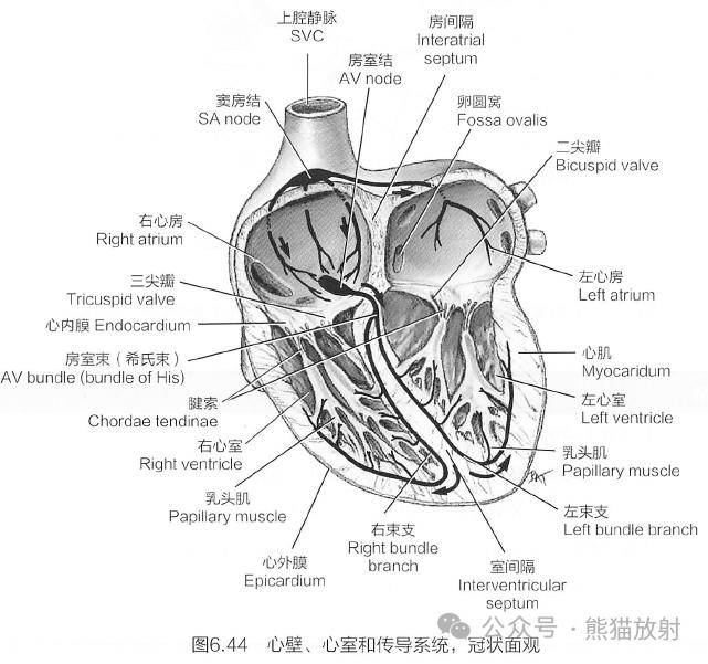 心脏及大血管的断层解剖