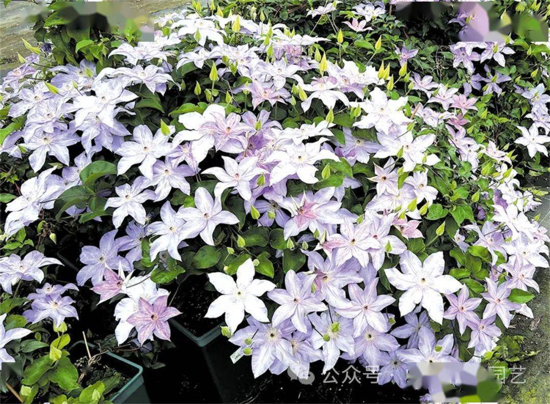 柔韧美丽的藤本皇后铁线莲 | "再说小众精英"专题_品种_中国花卉_园艺