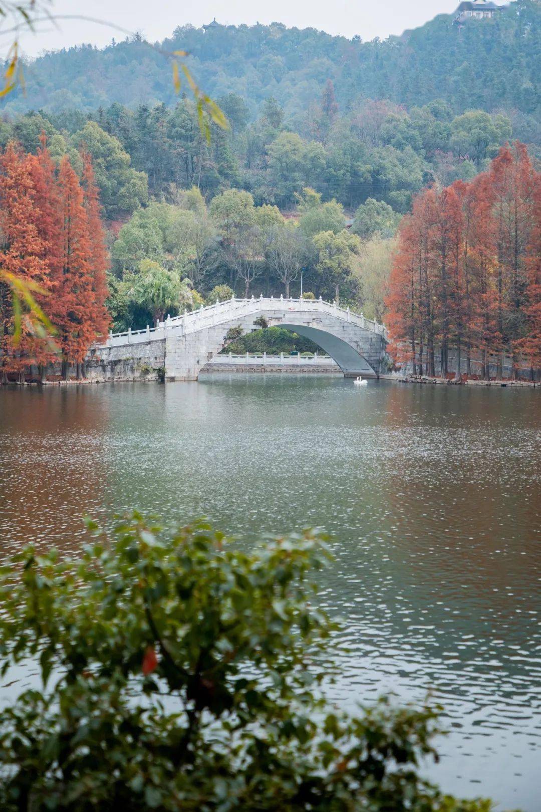 盘龙大观园 花海乐园图片