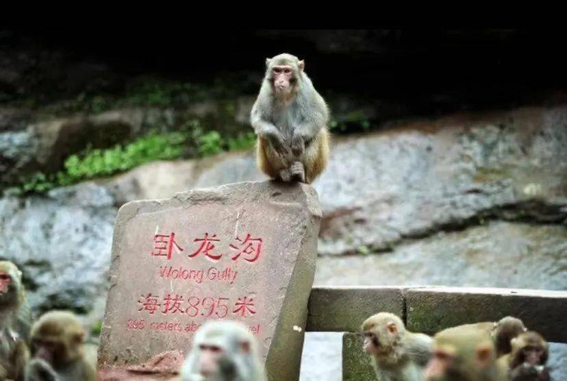 江津这些和龙有关的故事,你知道几个?_重庆市_地名_飞龙庙