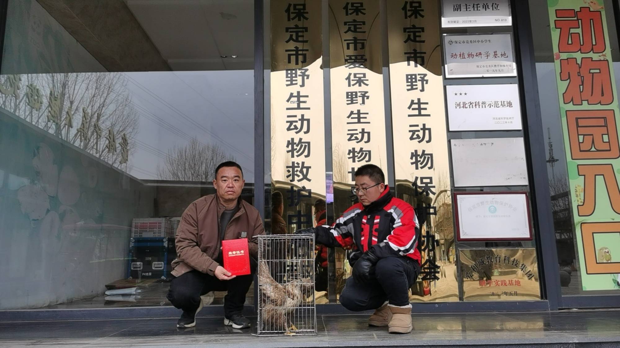 河北順平成功救助國家二級保護動物毛腳鵟_保定_飛行