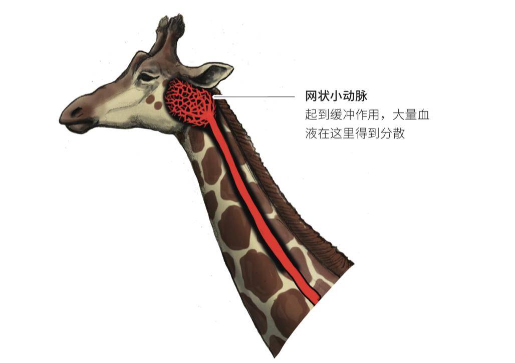 论变态,果然日本还是第一名,连科普书都如此怪诞_长颈鹿_知识_身体