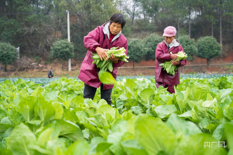 村民搶收蔬菜(央廣網發 雷中祥 供圖)當地農技人員和鄉村振興工作