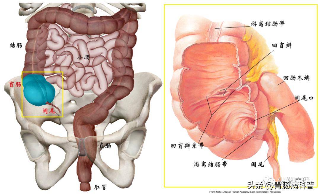 (正常)消化系统解剖——下消化道:大肠
