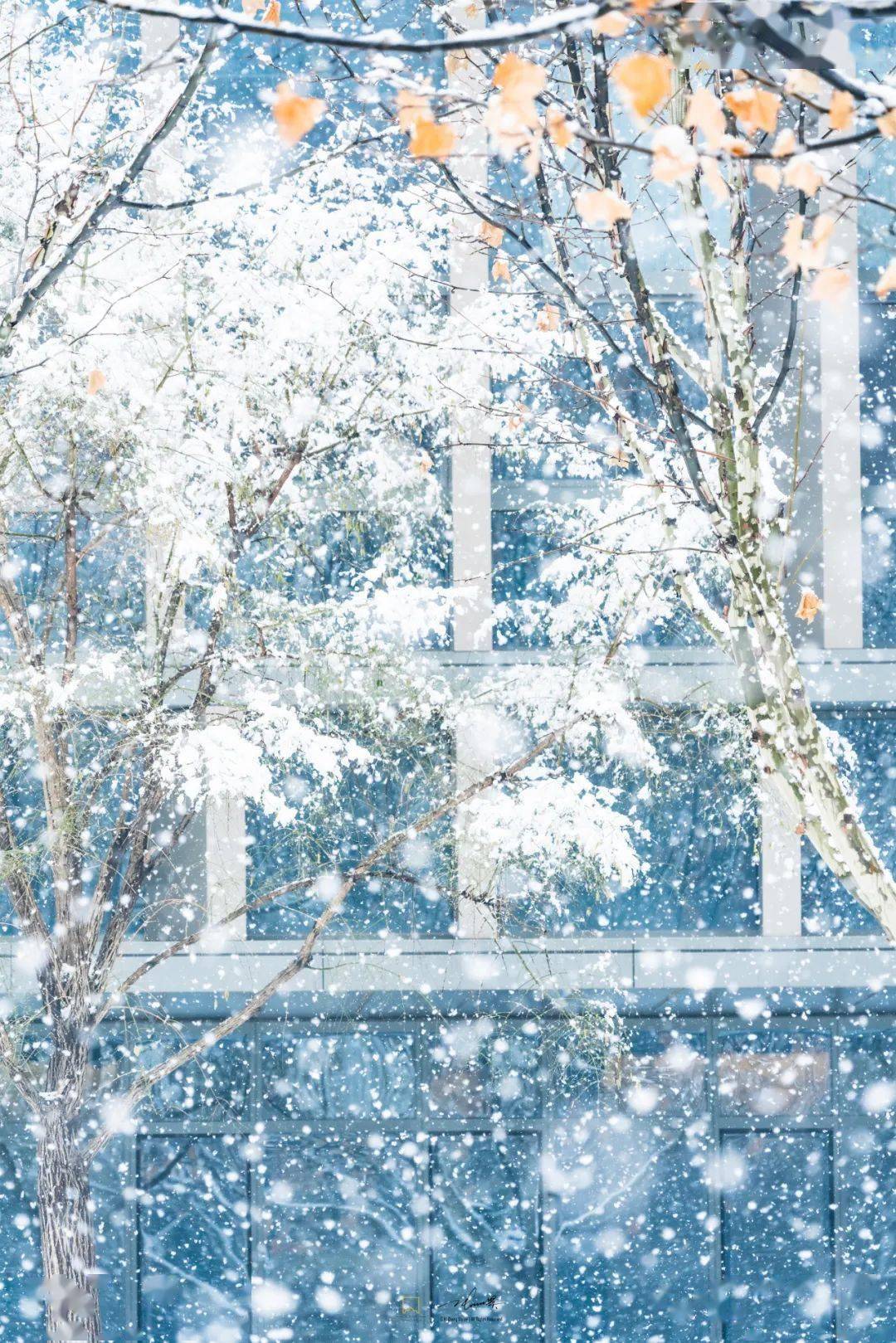 春天第一场雪图片图片