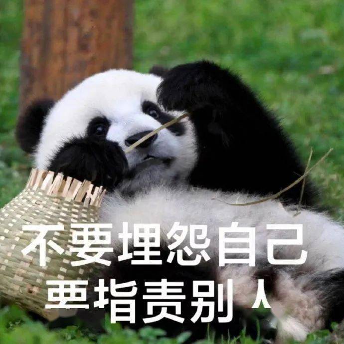 熊猫头双手抱头表情包图片