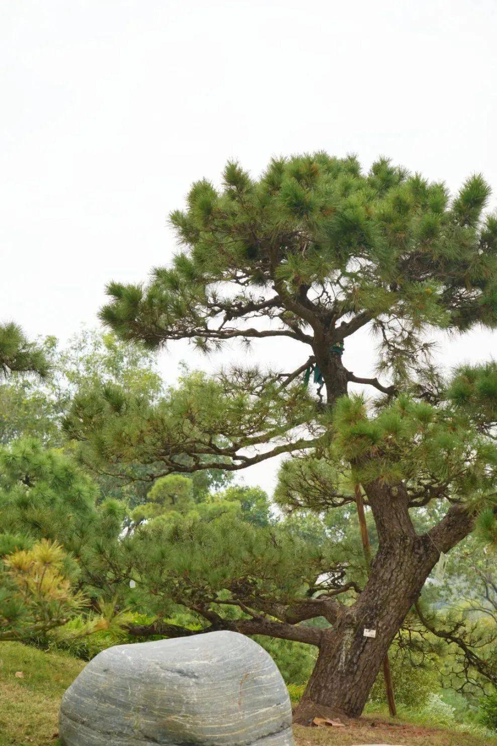 景观植物图片大全图片