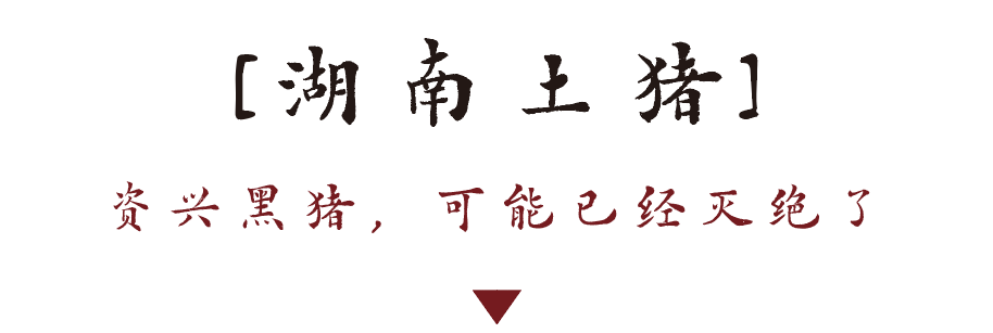 一頭花豬,是個老婦人養的,記憶裡的母豬是屁股和頭是黑色,肚子鬆垮