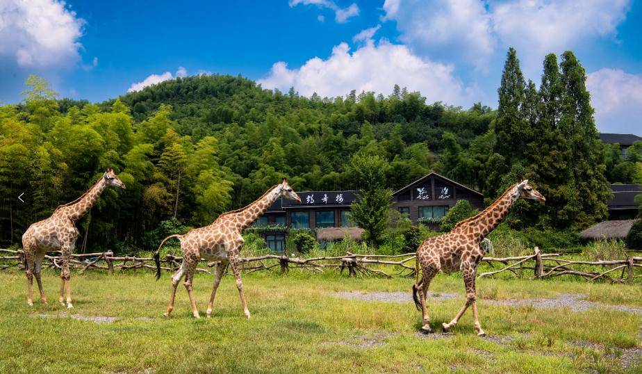 59.9元玩转湖州长颈鹿庄园_动物_自然_度假村