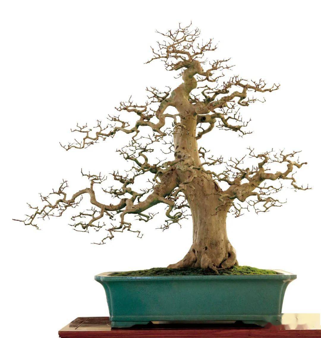 寒枝,最显功力_cm_作品_广东