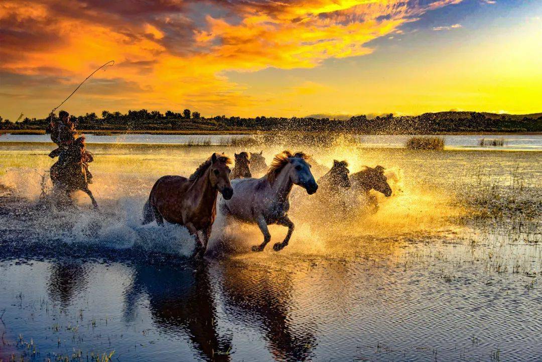 骏马奔腾 | 中国摄影家协会·影像中国网·在线影展精选_作品_全国