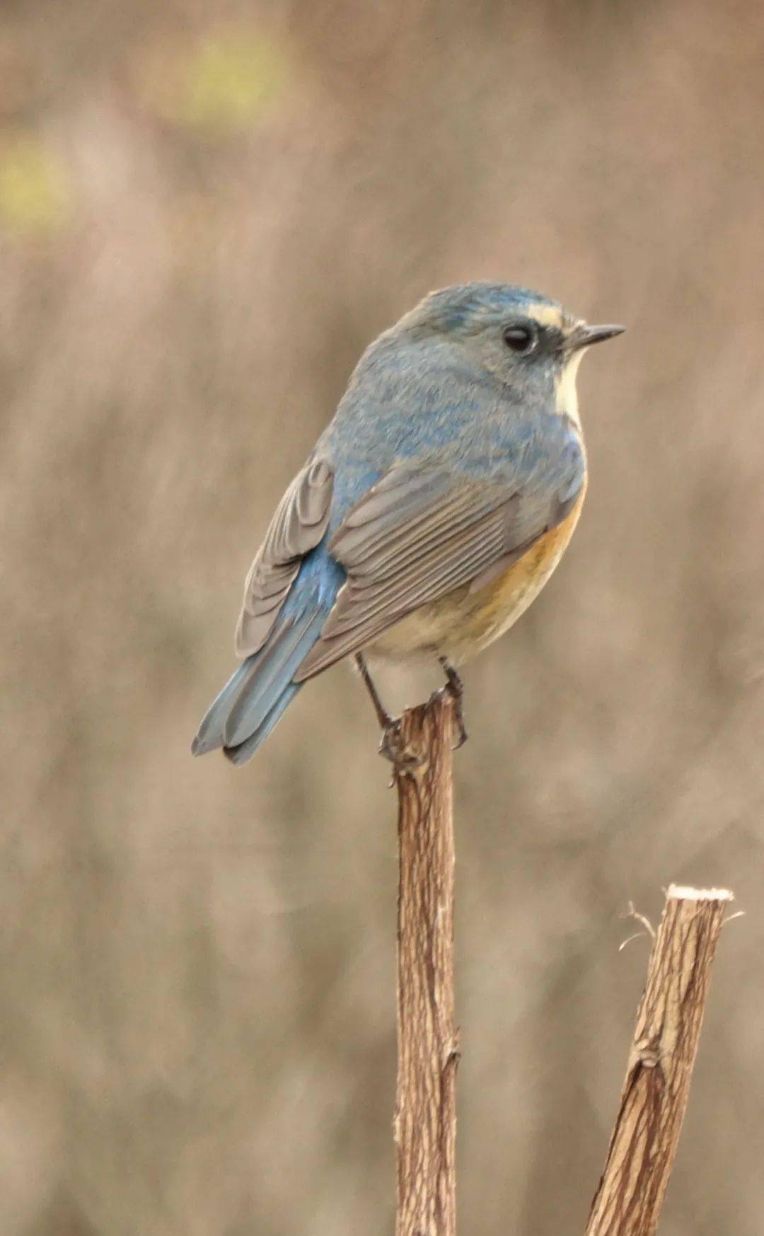 宁波城区这些常见鸟儿,您认识几种?