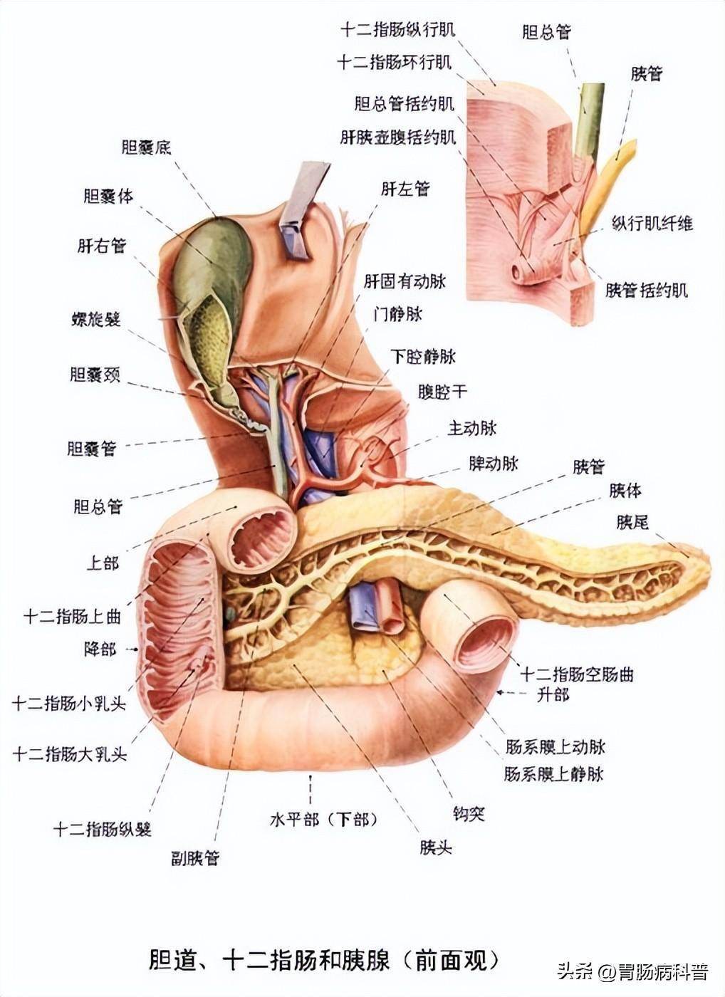 三dbody系统解剖图图片