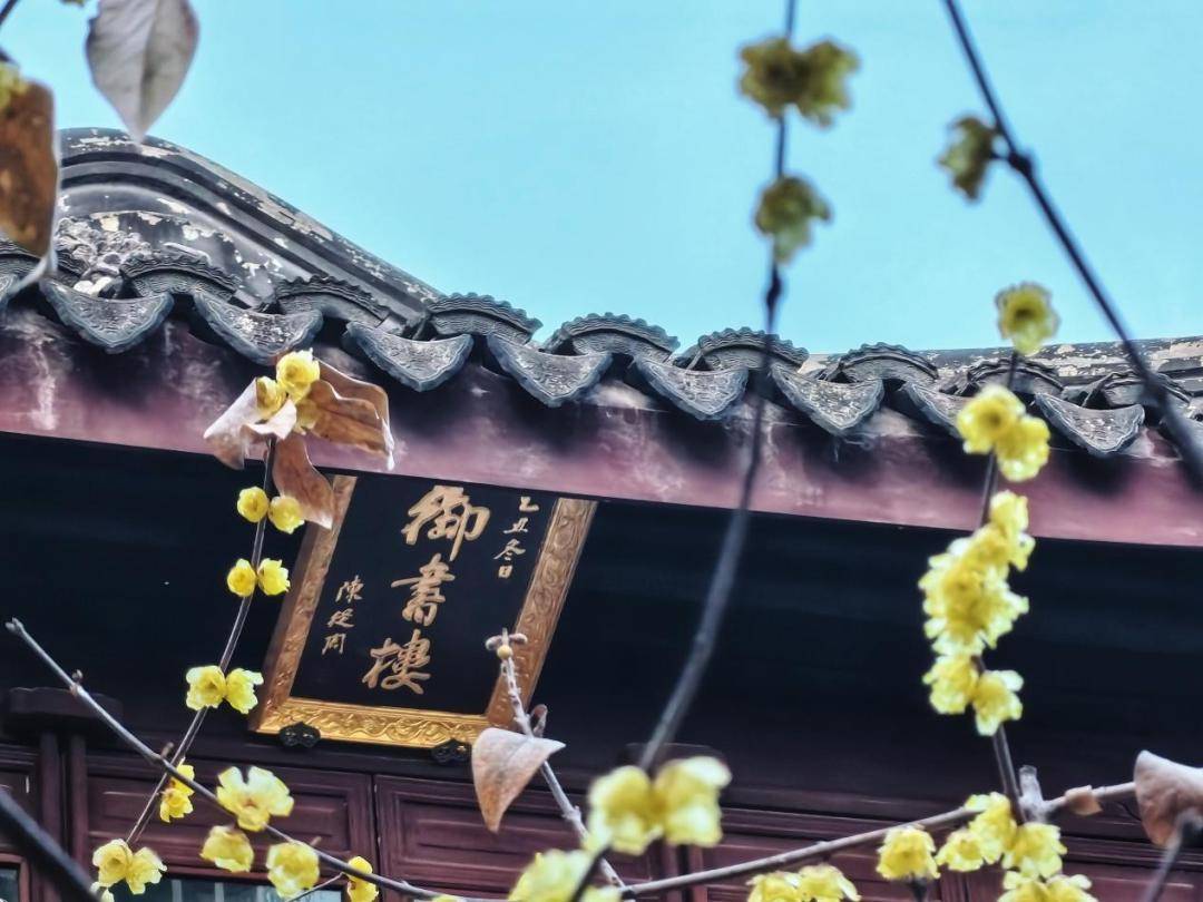 沪上"繁花"绽放 | 青浦蜡梅闻香正当时_曲水_红墙_种植