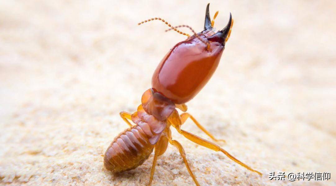 一斤接近十万,只能在白蚁窝里生长,乌灵参到底有何用途_鸡枞_是一种