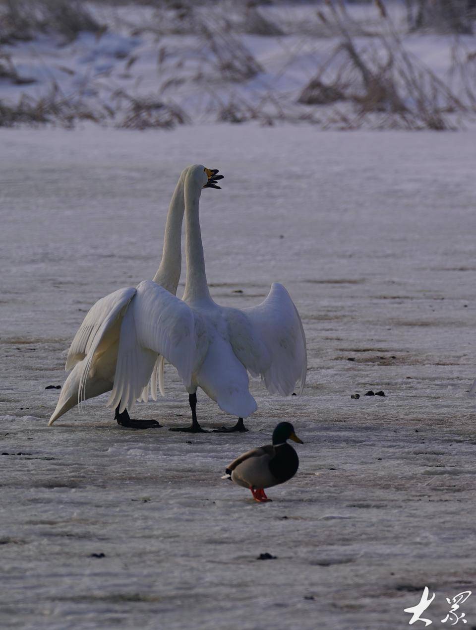 荣成天鹅湖景区内,天鹅成双成对
