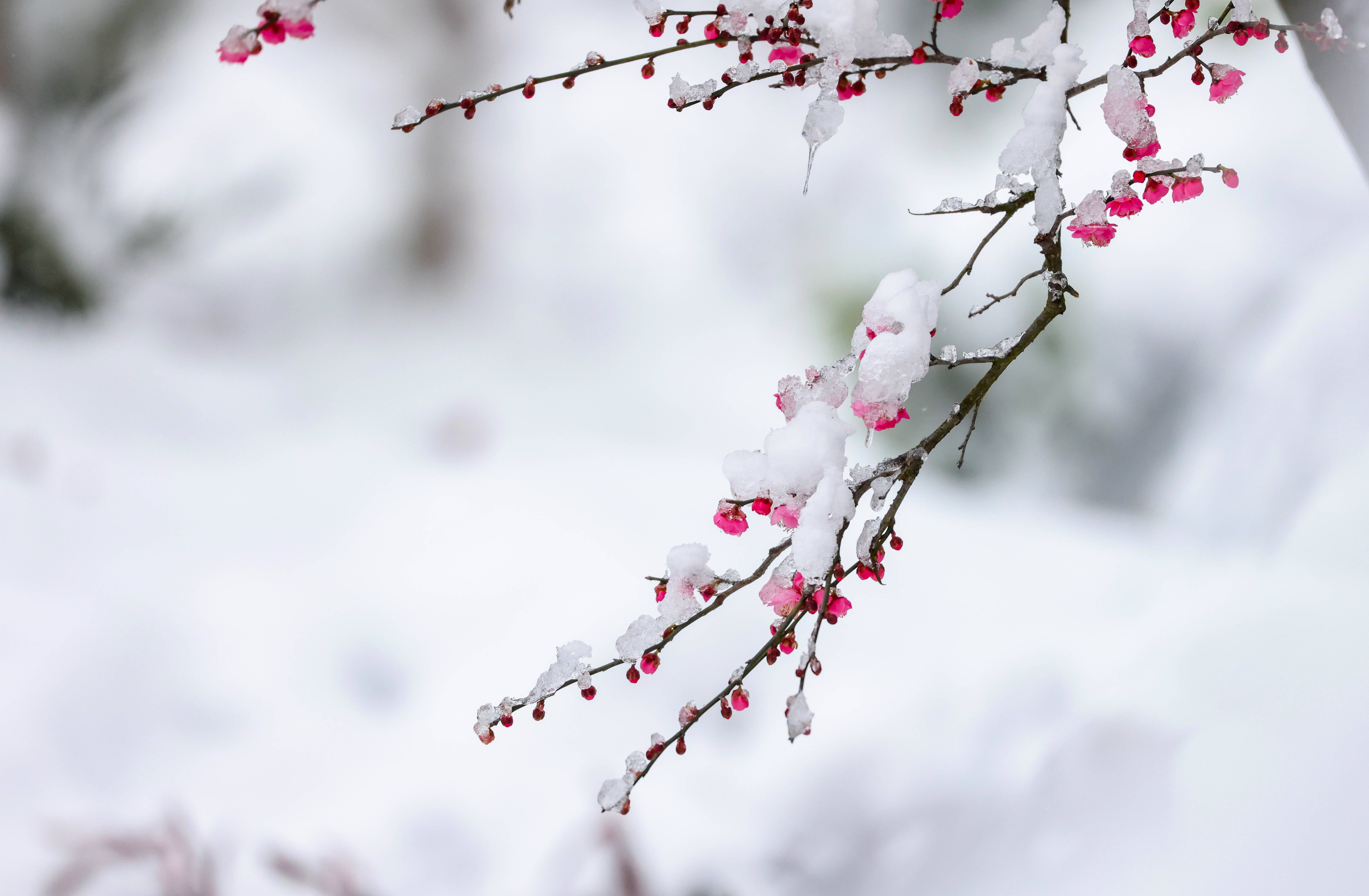 冰雪中的梅花绽放图片图片