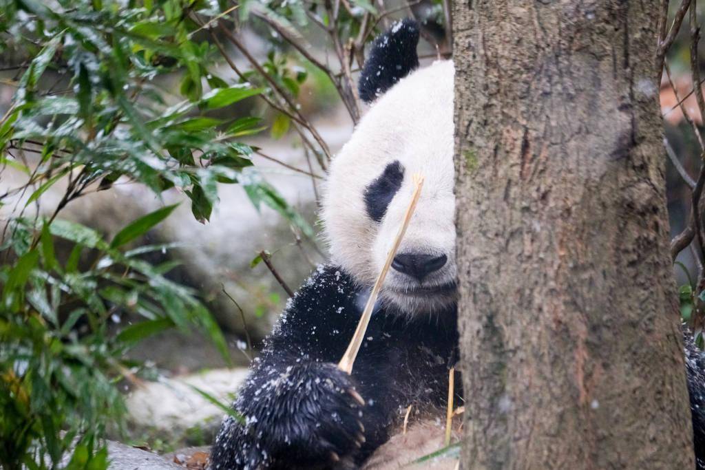 成都迎降雪 大熊猫雪中撒欢卖萌