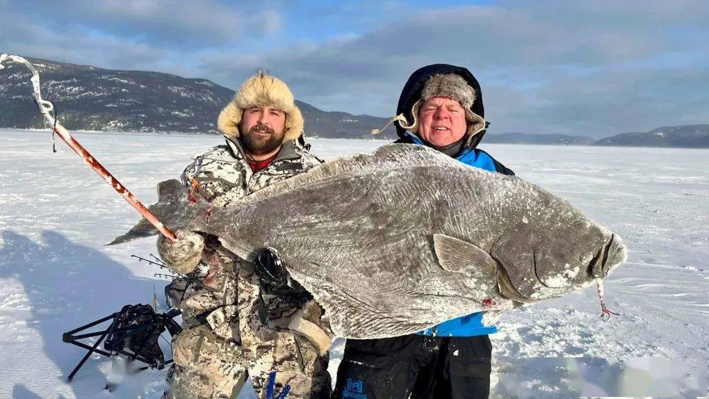 加拿大渔民冰钓一条109磅大西洋比目鱼!场面惊人_aubin_大鱼_峡湾