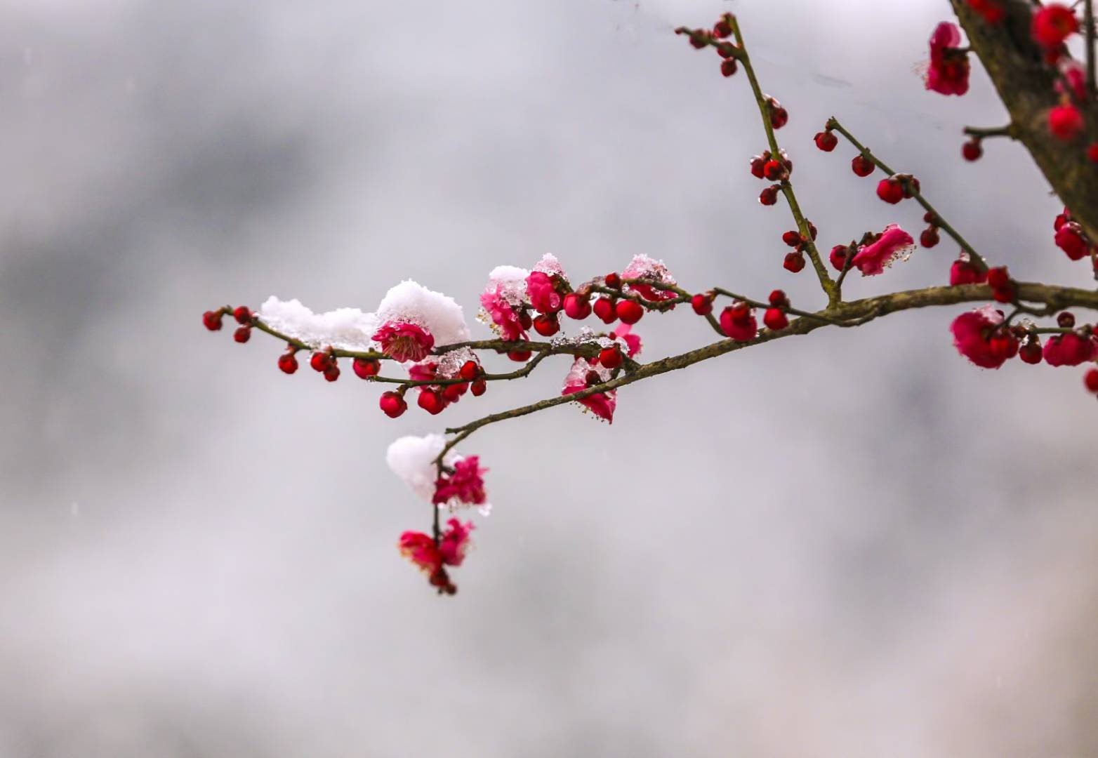 雪中红梅香_向冰舟_花瓣_瑞雪