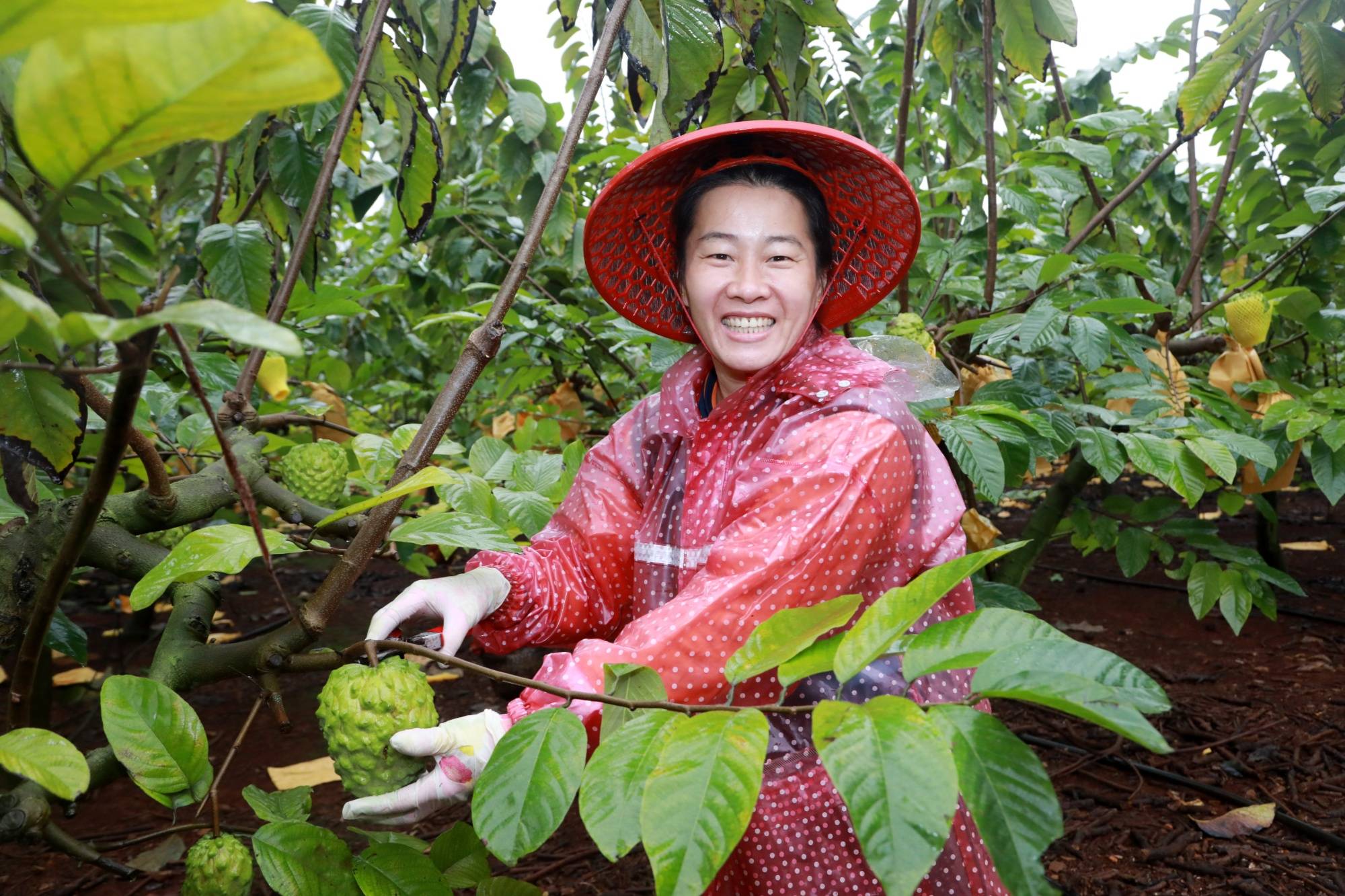 释迦果种植条件图片