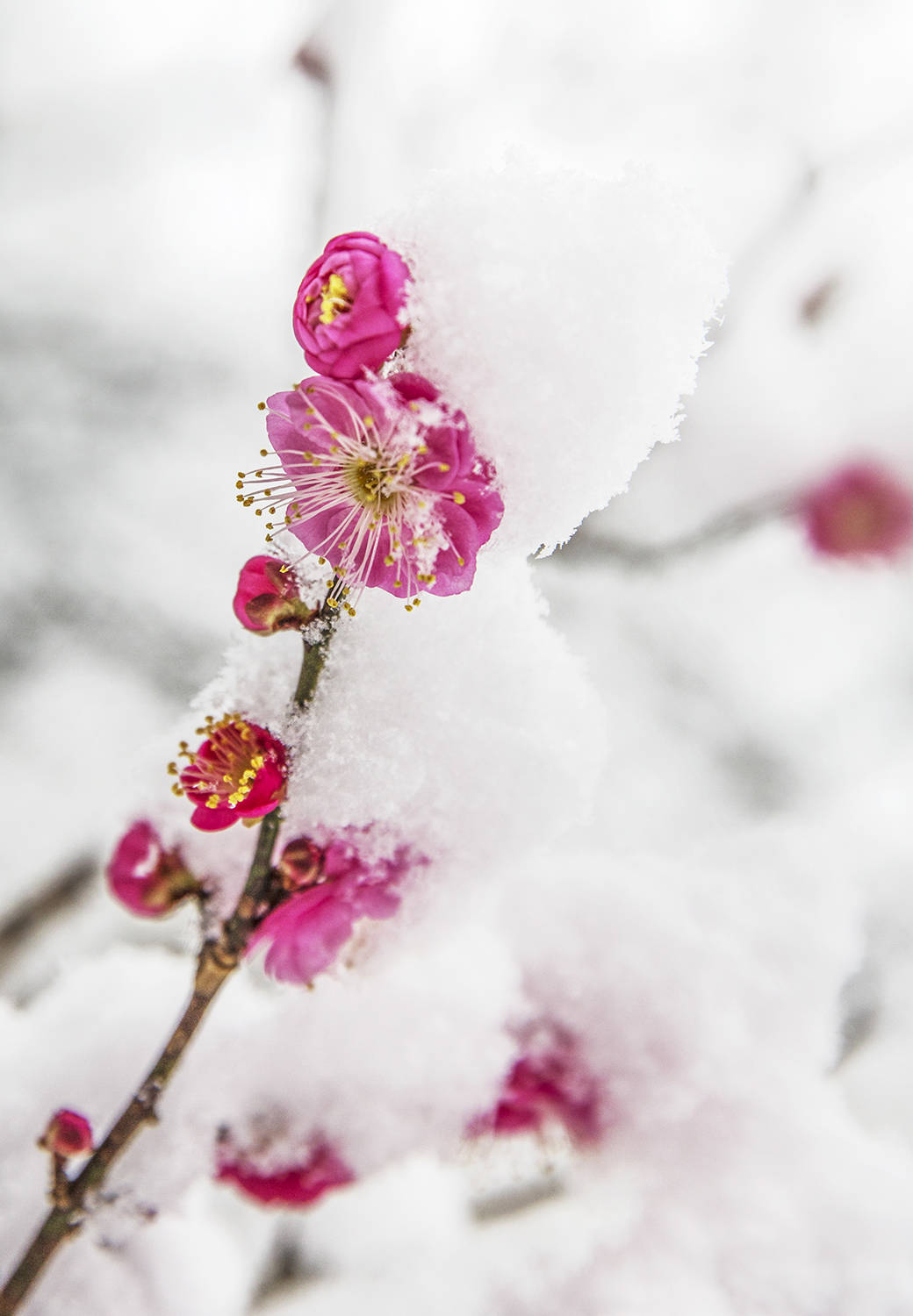 冬天梅花的照片图片