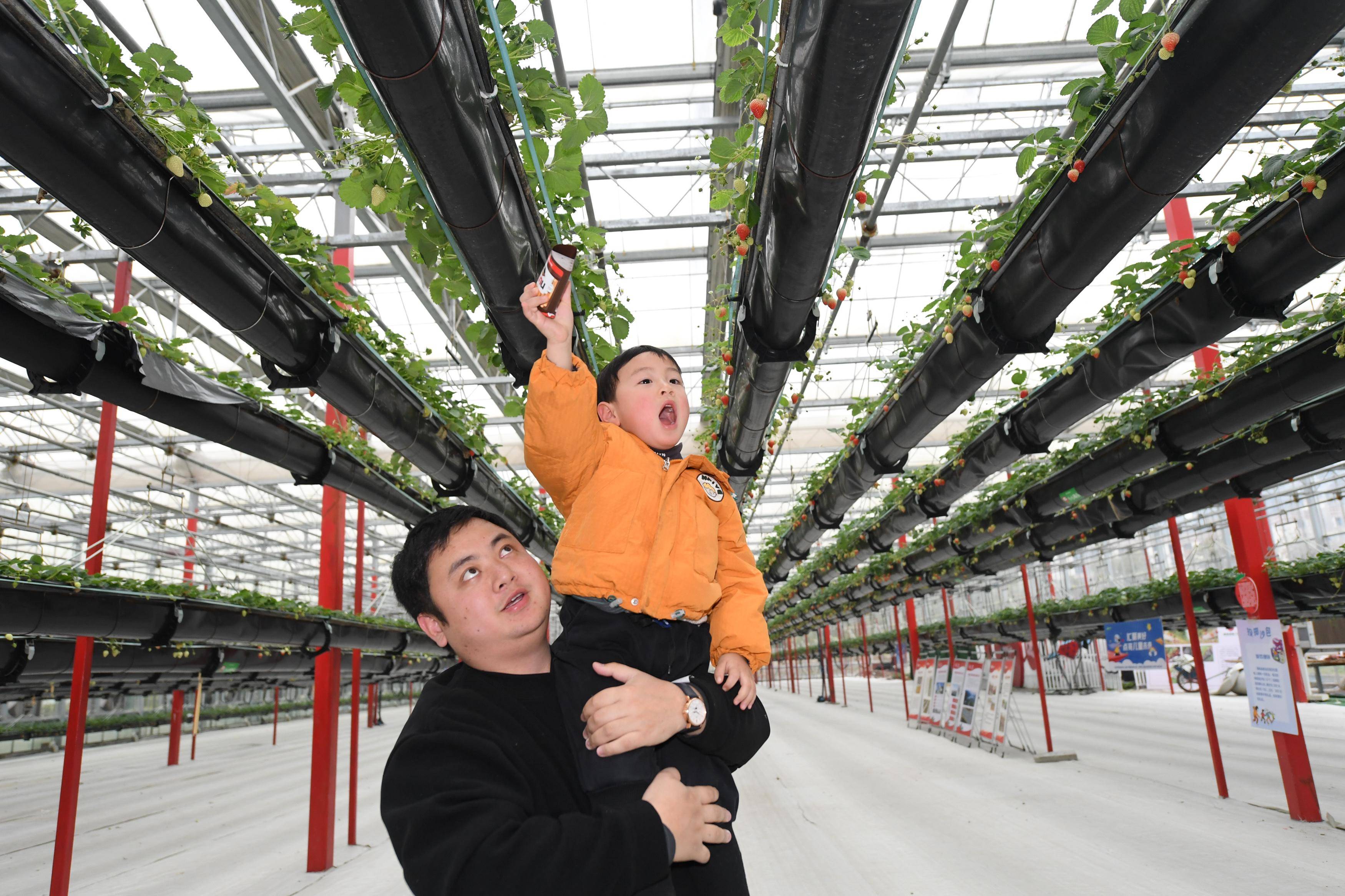 杭州建德草莓小镇图片