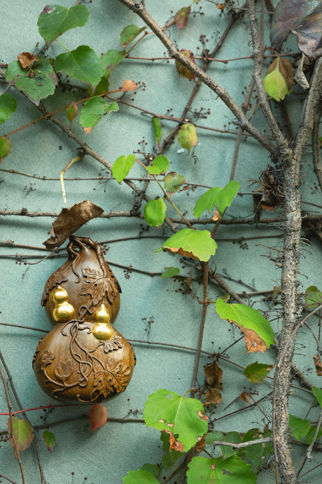 金葫芦花盆栽图片