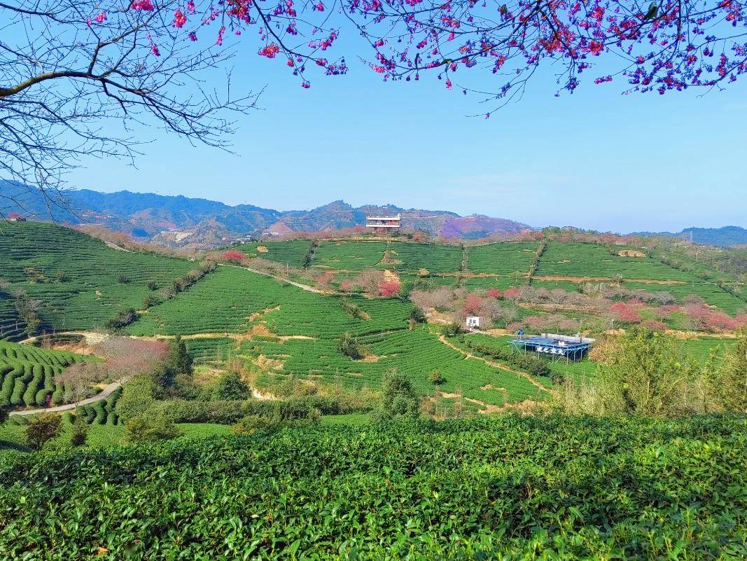 【漳平作協】陳文東:那窗 那風景_茶園_櫻花樹_高山茶