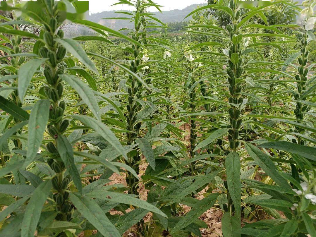 这个民间"月子油",是个养"肾精"神器,很多人都不知道_芝麻_杨哥_香味