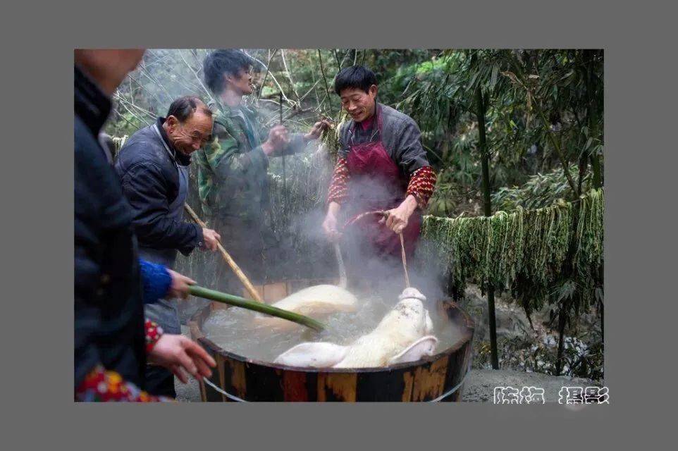 為了讓肉的膘厚,豬脊樑下刀用偏斜刀刕(音li),刕好後在豬後腿